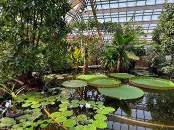 Pond with water lilies and other plants in botanical garden
