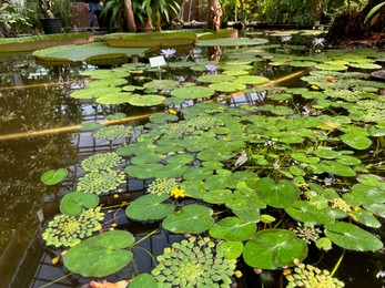 Pond with water lilies and other plants in botanical garden