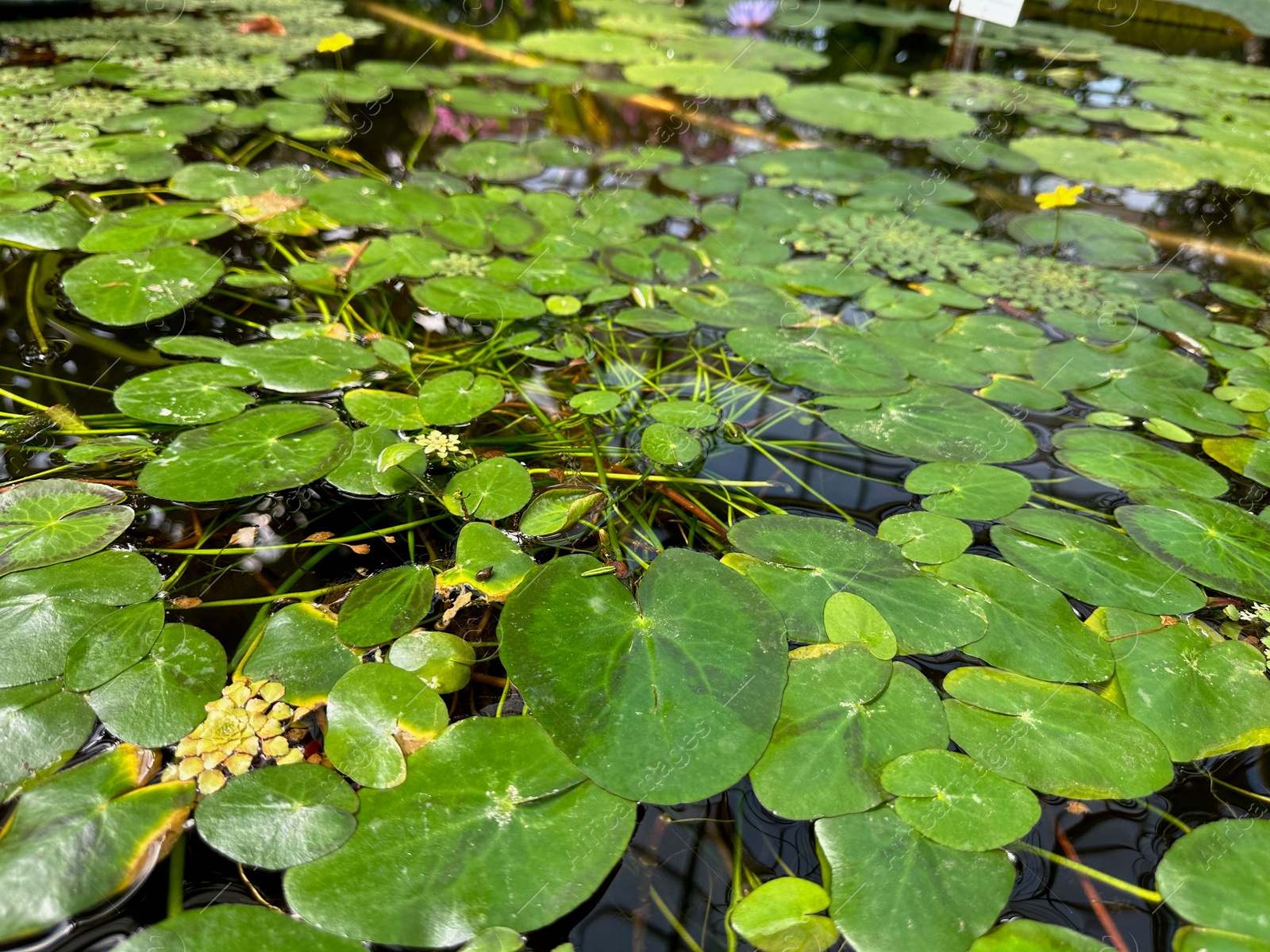 Photo of Pond with water lilies and other plants in botanical garden