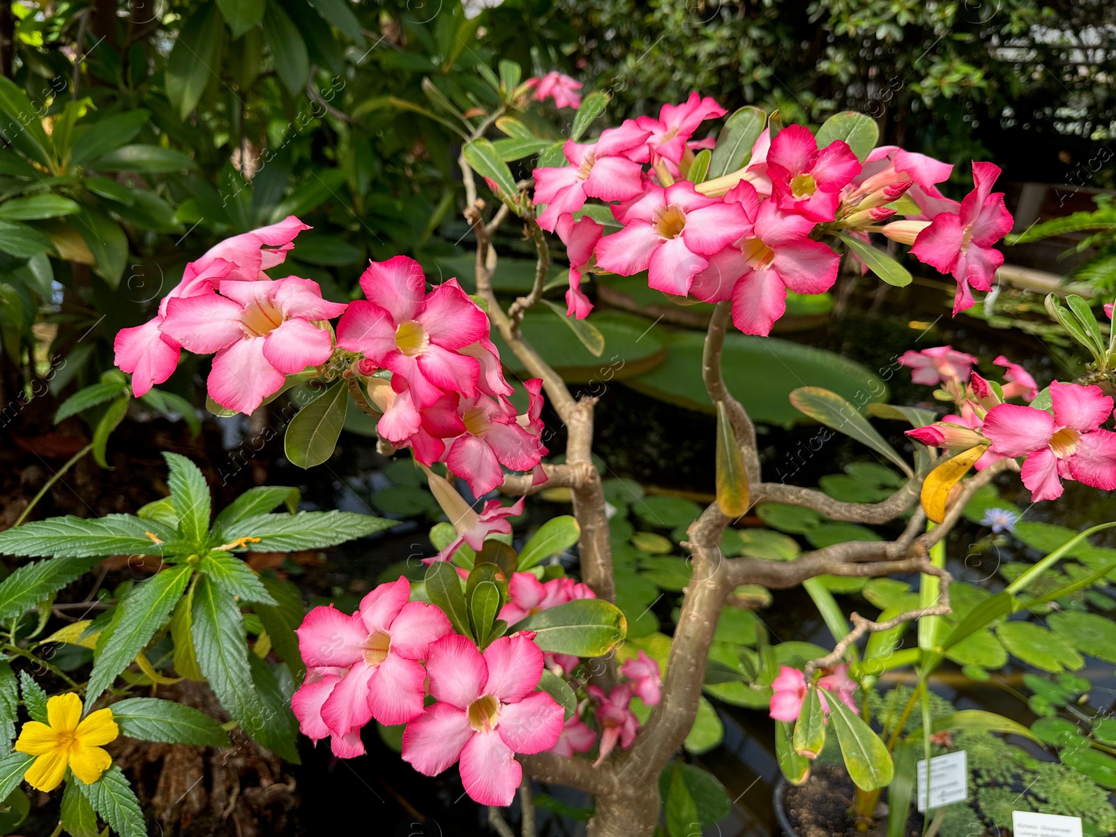 Photo of Beautiful pink adenium flowers growing in botanical garden