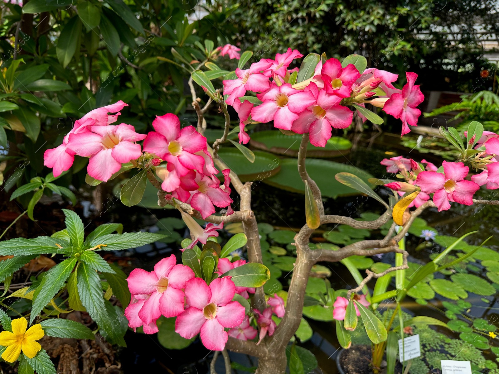 Photo of Beautiful pink adenium flowers growing in botanical garden