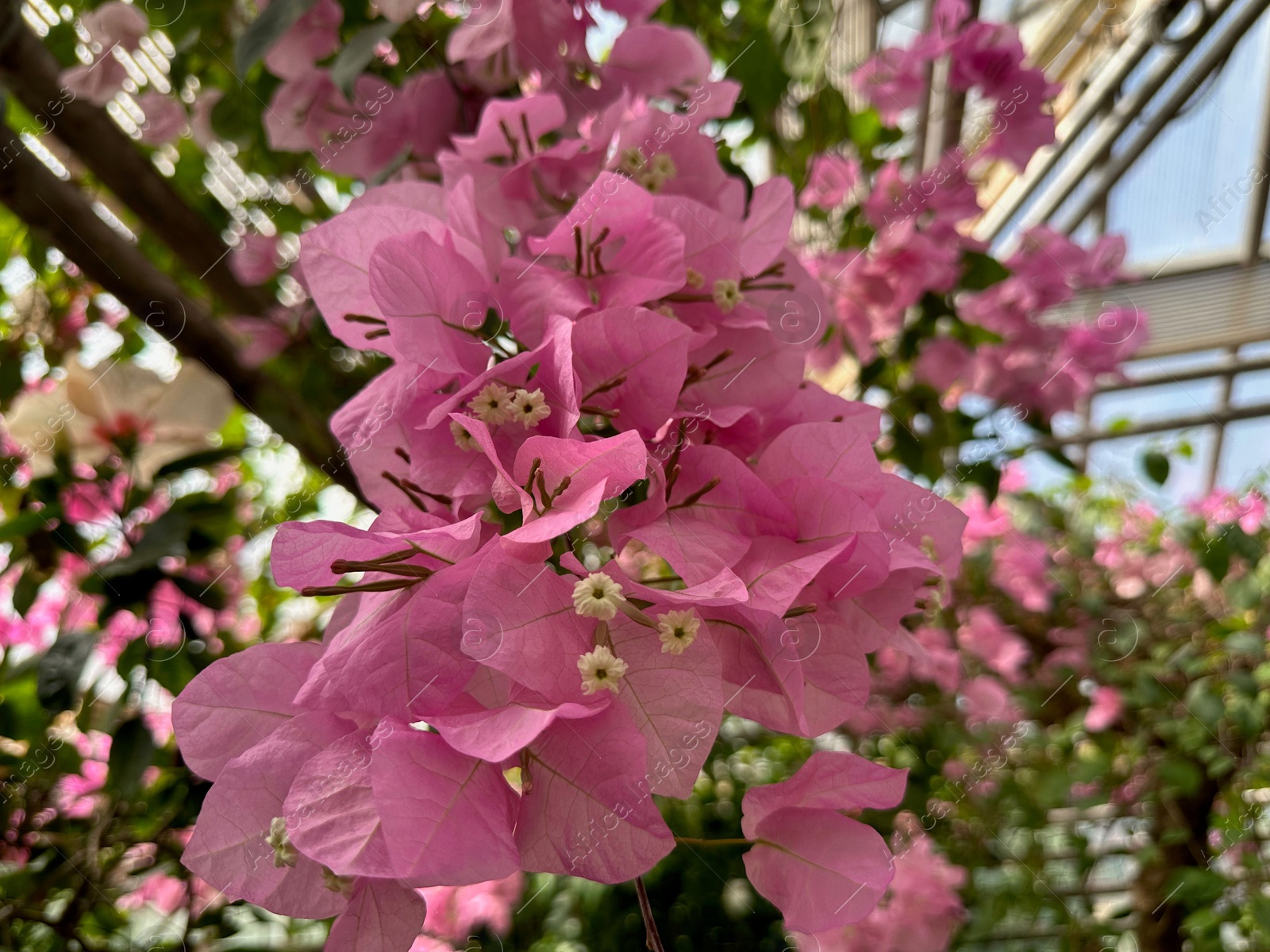 Photo of Beautiful pink bougainvillea flower growing in botanical garden, closeup