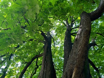 Beautiful chestnut tree with lush green leaves growing in botanical garden, low angle view