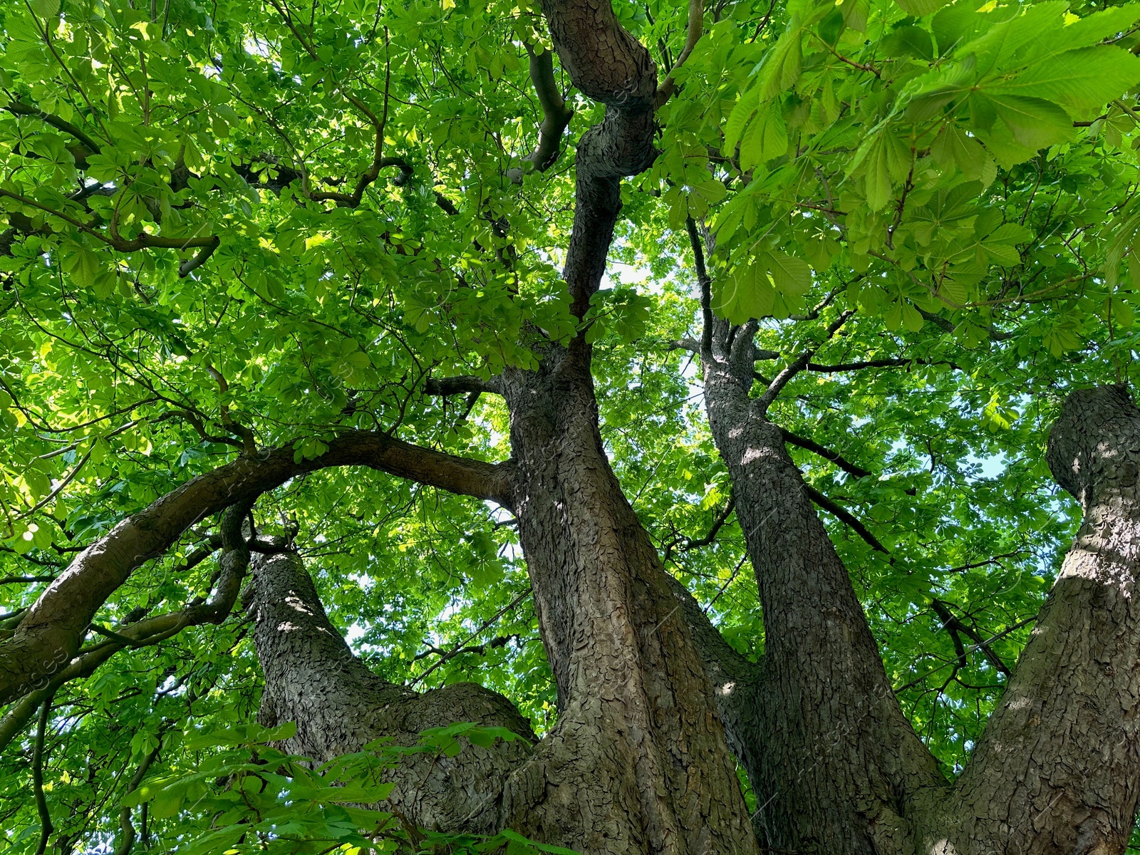 Photo of Beautiful chestnut tree with lush green leaves growing in botanical garden, low angle view