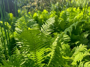 Beautiful fern plants growing in botanical garden