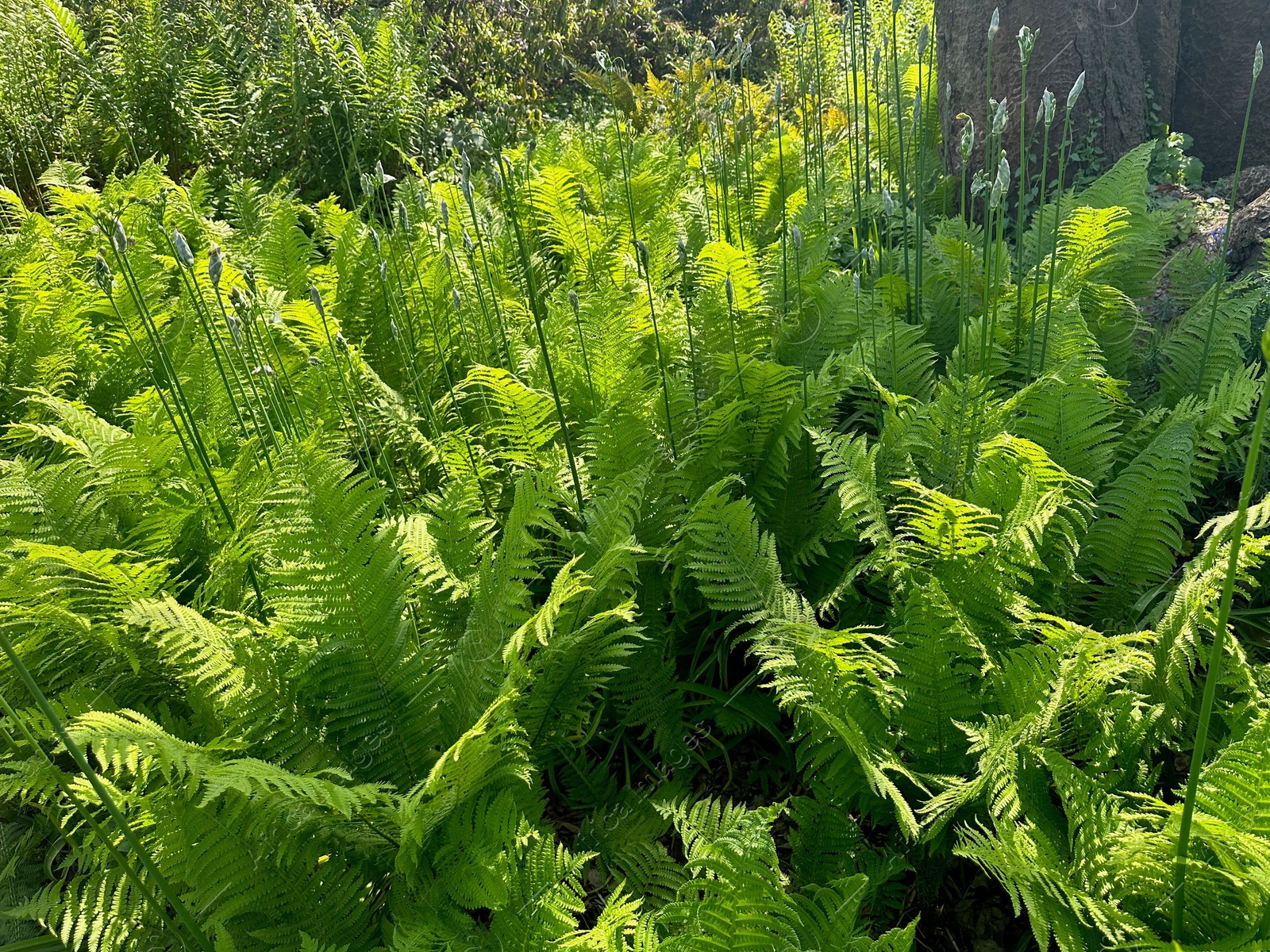 Photo of Beautiful fern plants growing in botanical garden