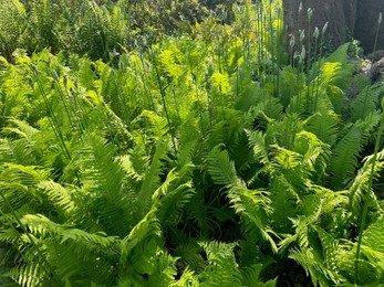 Photo of Beautiful fern plants growing in botanical garden