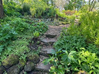 Photo of Pathway and different plants growing in botanical garden