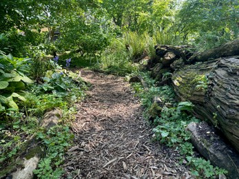 Picturesque view of path and green plants in botanical garden
