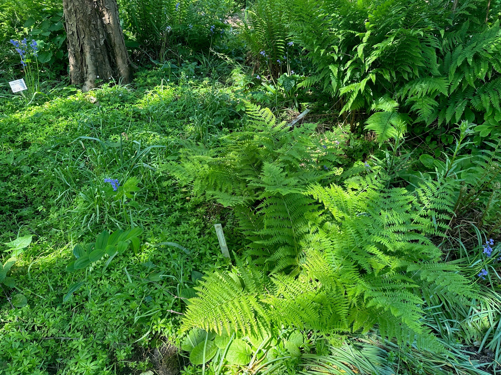 Photo of Beautiful fern and other plants growing in botanical garden