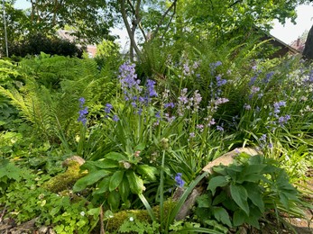 Beautiful hyacinthoides flowers growing in botanical garden