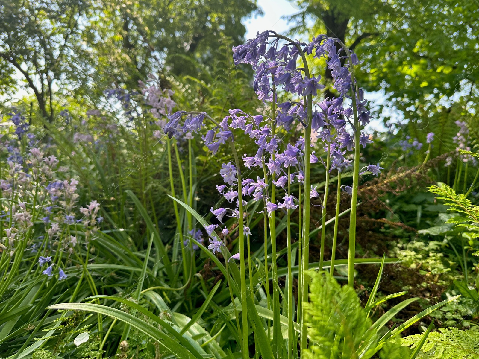 Photo of Beautiful hyacinthoides flowers growing in botanical garden