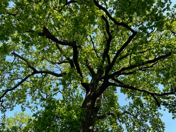 Beautiful tree with green leaves against light blue sky, low angle view