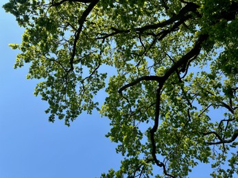 Beautiful tree with green leaves against light blue sky, bottom view