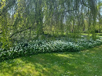 Beautiful green tree and wild garlic flowers growing in botanical garden