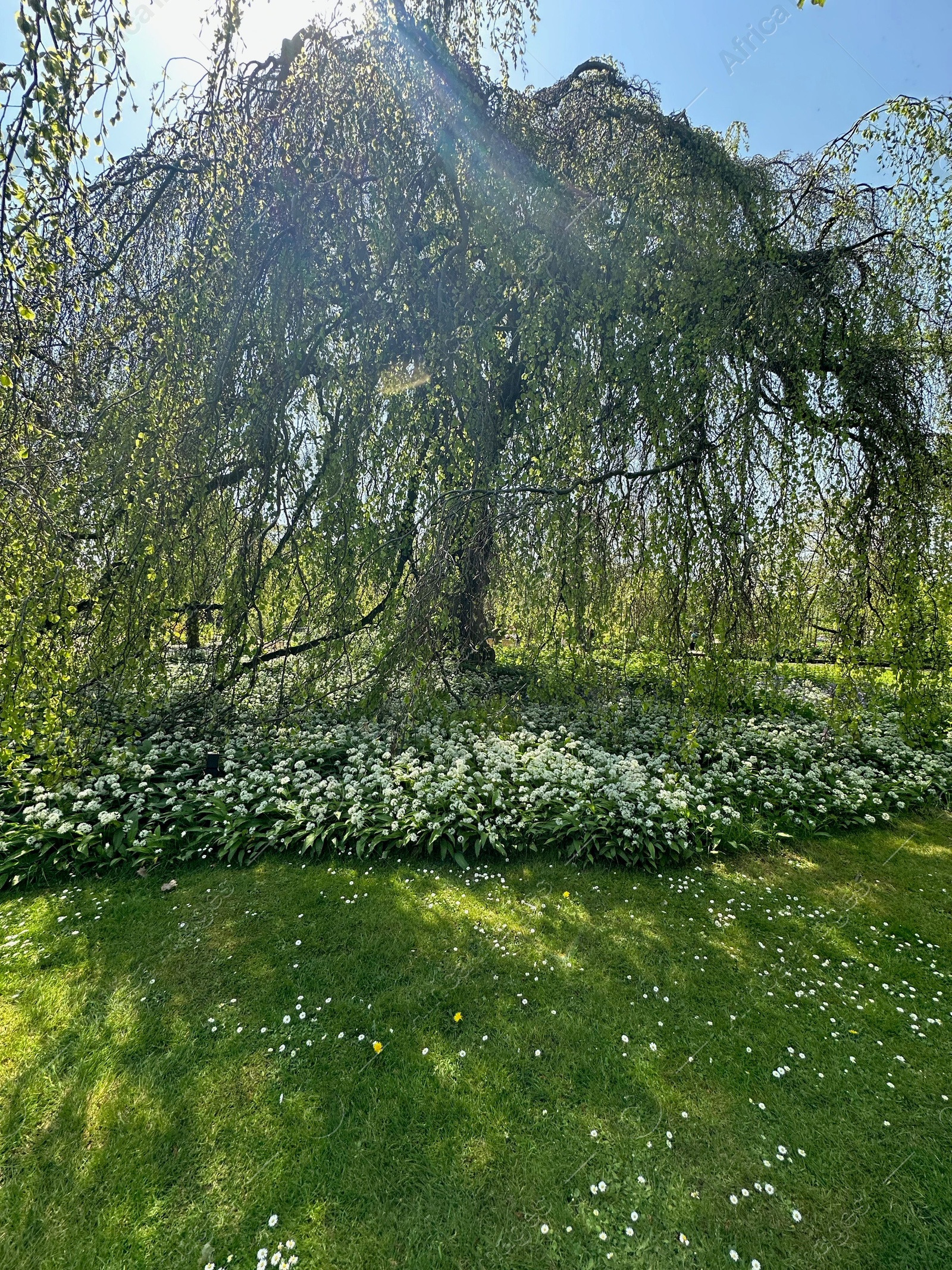 Photo of Beautiful green tree and wild garlic flowers growing in botanical garden