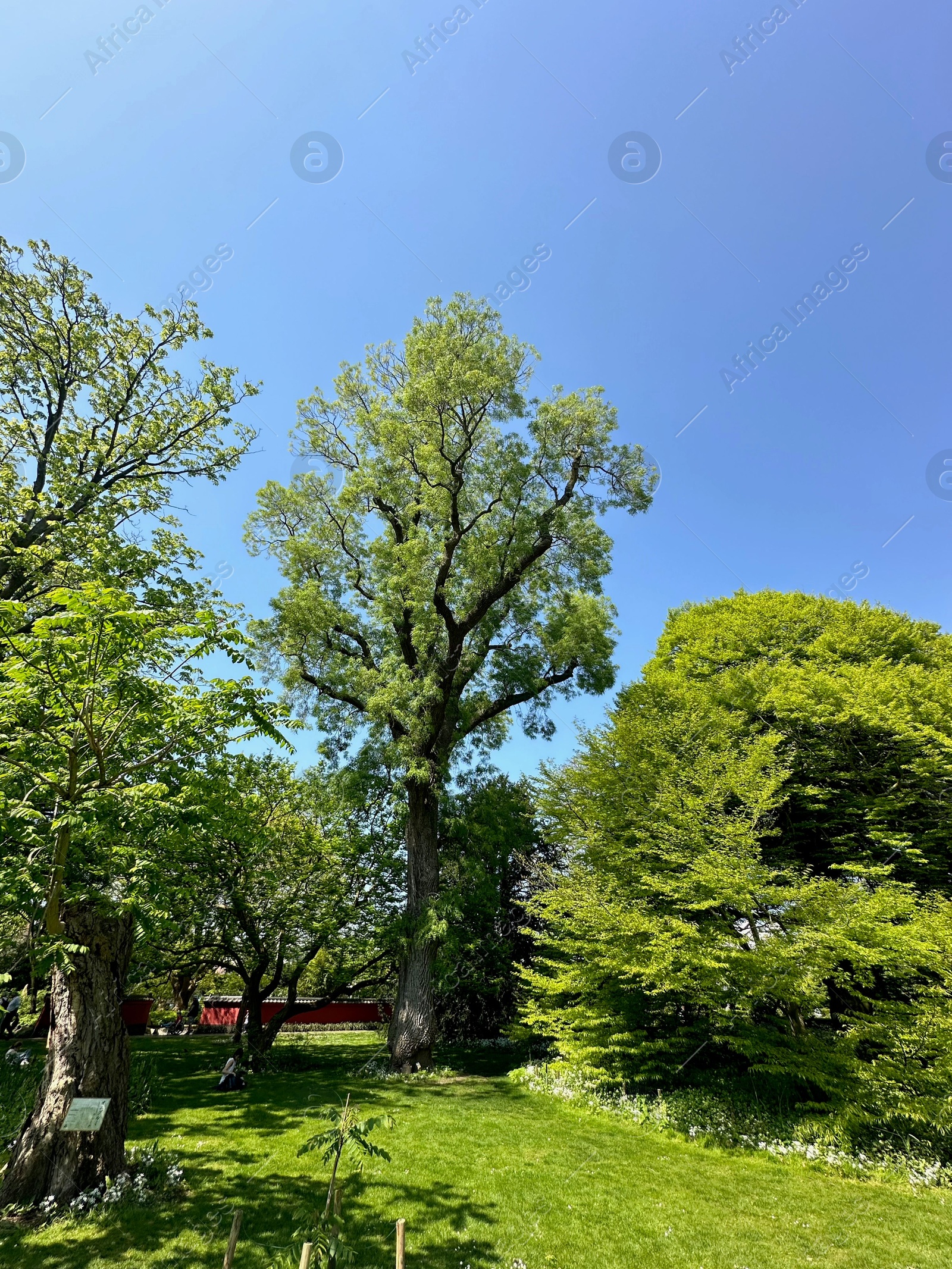 Photo of Beautiful green trees growing in botanical garden