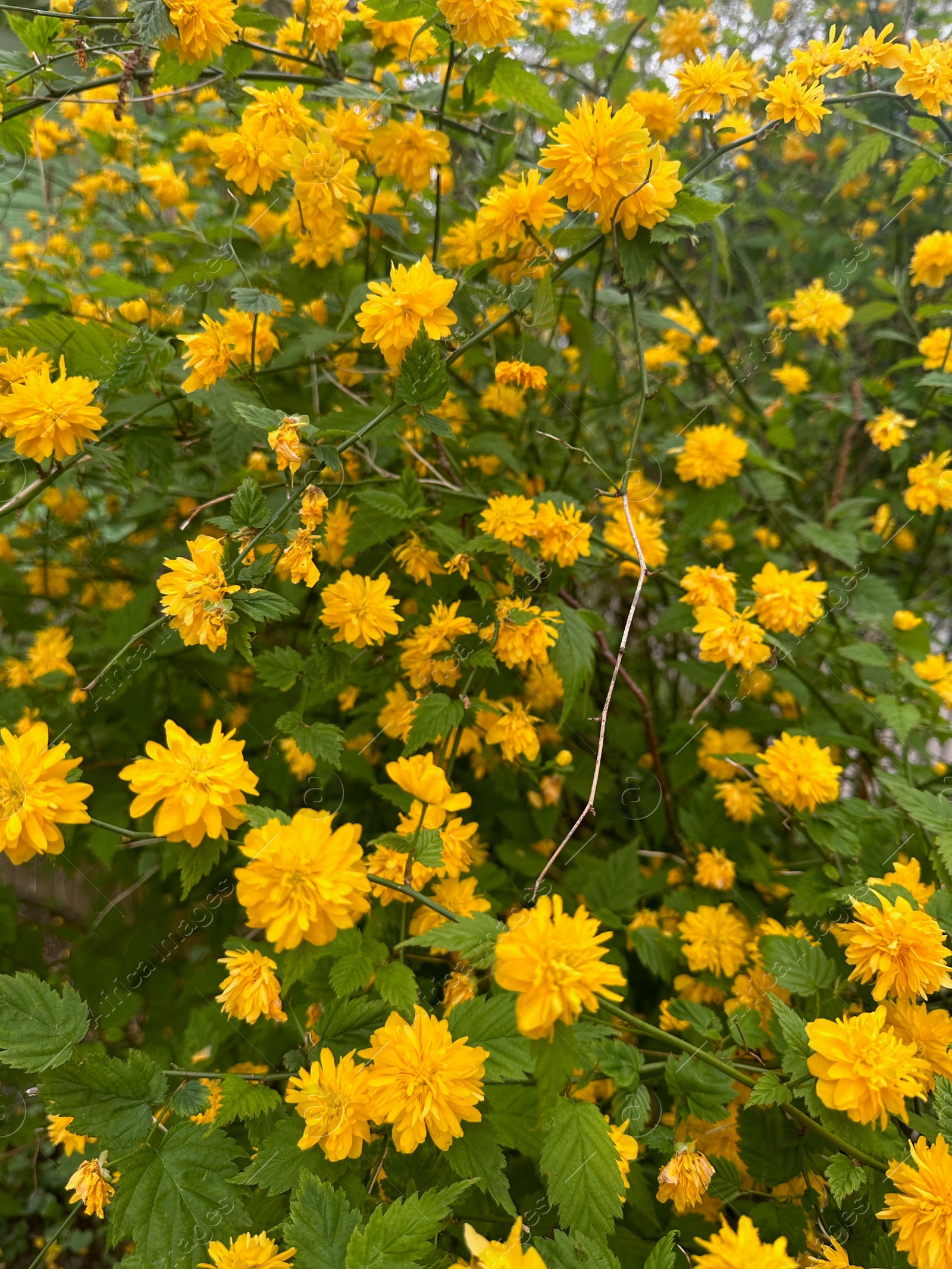 Photo of Beautiful blooming kerria japonica bush with yellow flowers outdoors