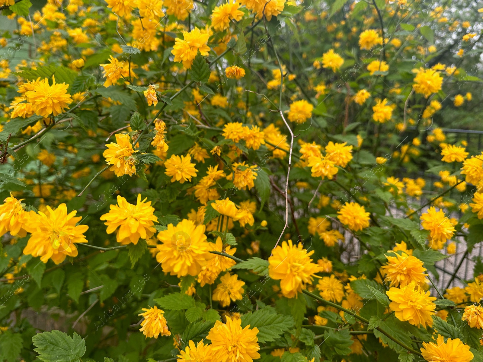 Photo of Beautiful blooming kerria japonica bush with yellow flowers outdoors