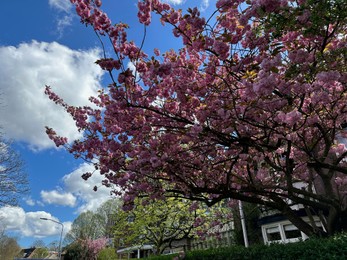 Beautiful blossoming sakura tree with pink flowers growing on city street