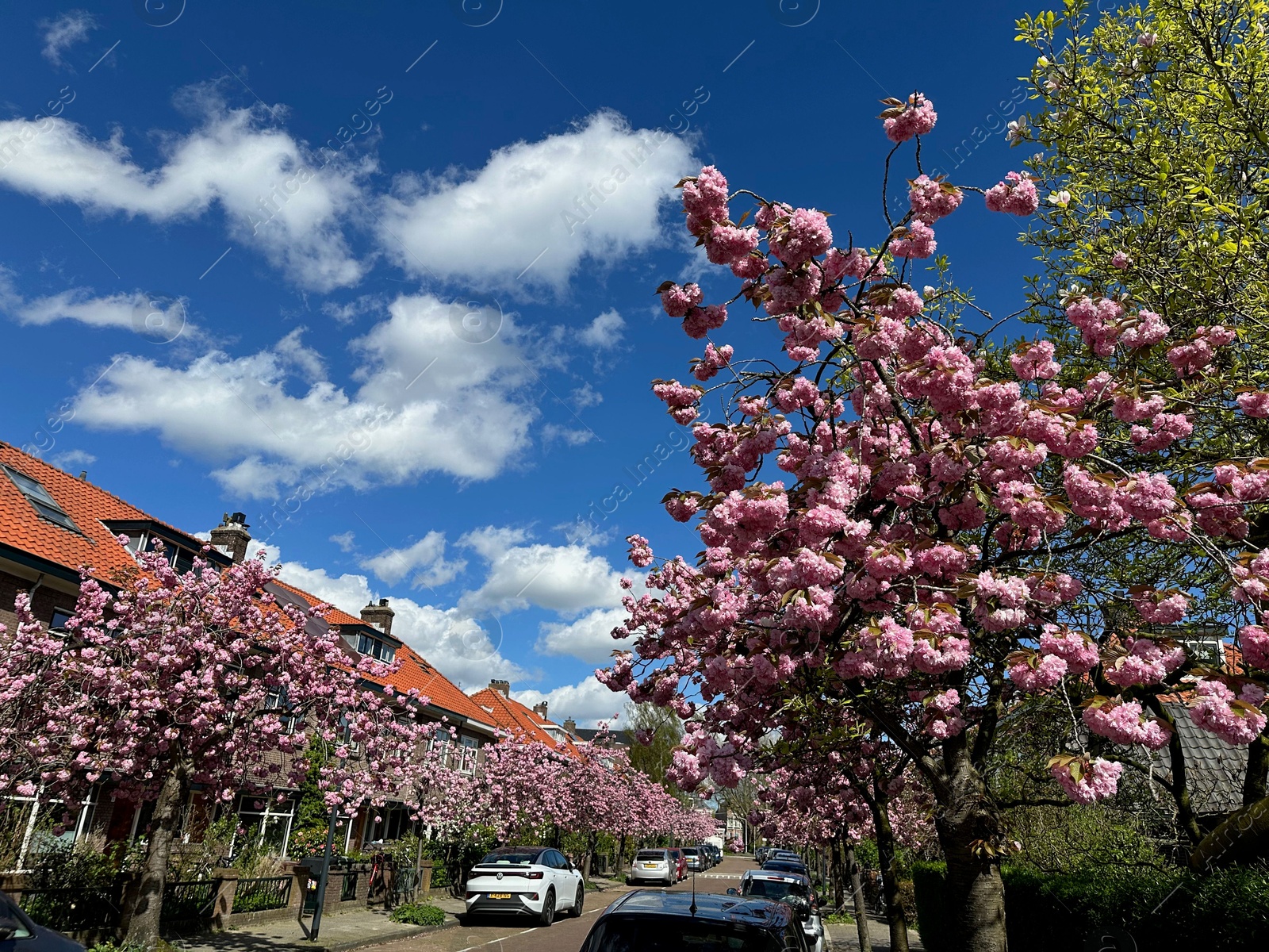 Photo of Beautiful blossoming sakura trees with pink flowers growing on city street