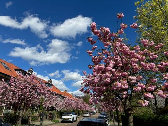 Beautiful blossoming sakura trees with pink flowers growing on city street