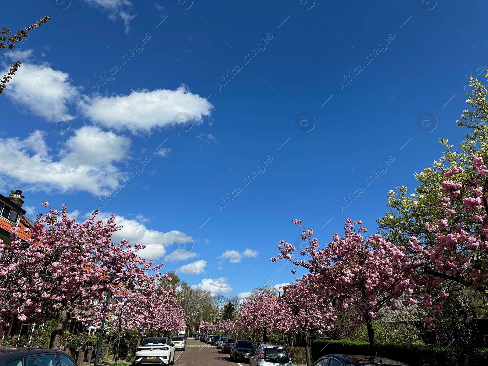 Photo of Beautiful blossoming sakura trees with pink flowers growing on city street