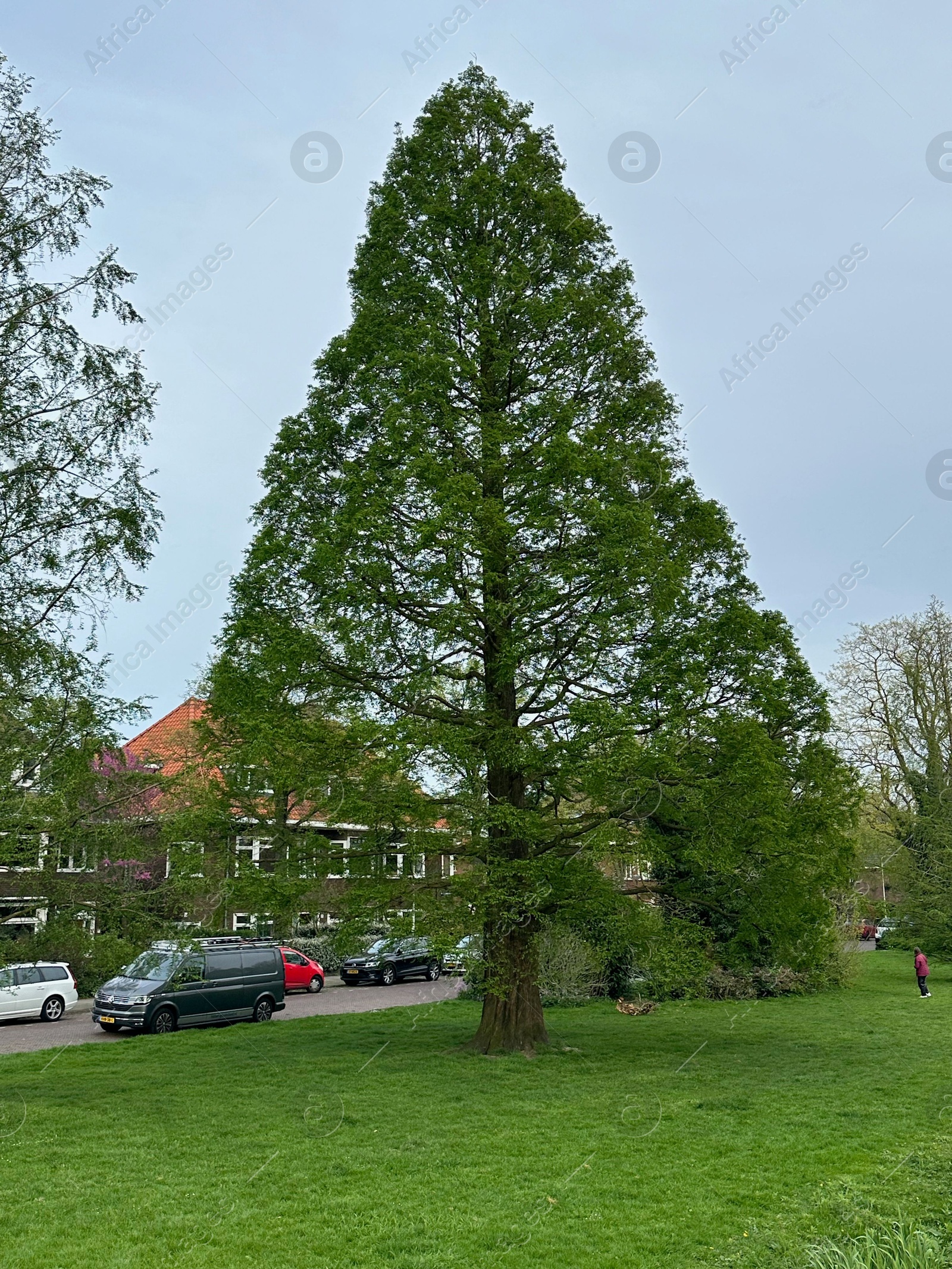 Photo of Beautiful green tree and fresh grass outdoors