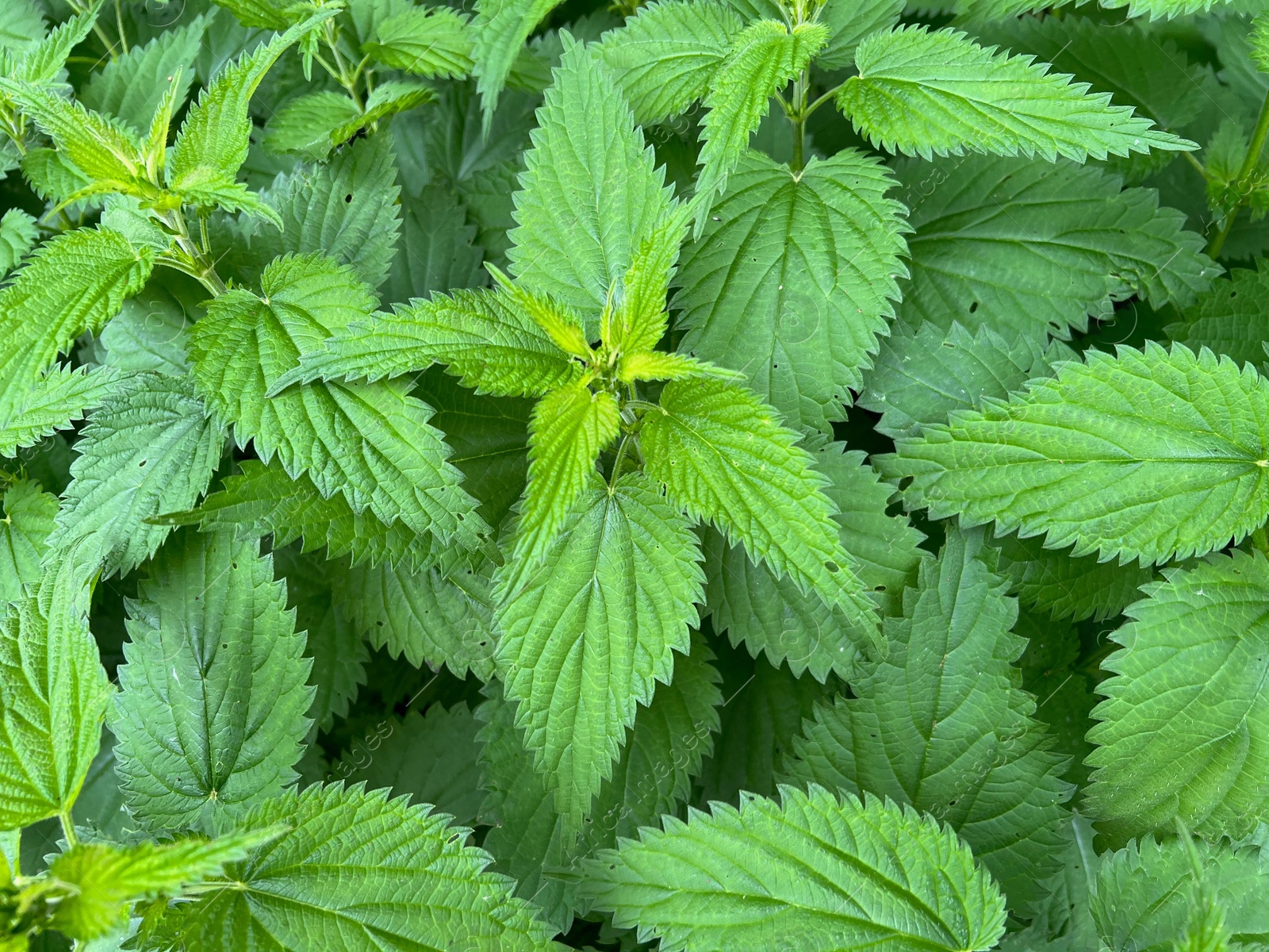 Photo of Nettle plant with green leaves as background, top view
