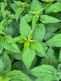 Photo of Nettle plant with green leaves as background, top view