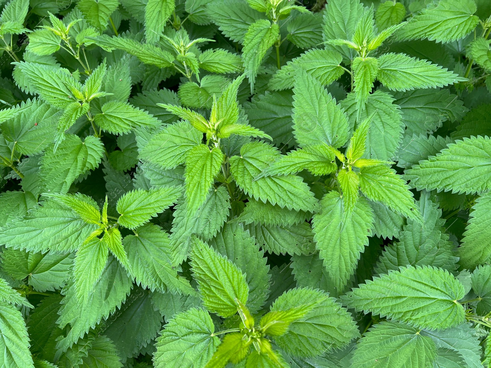 Photo of Nettle plant with green leaves as background, closeup