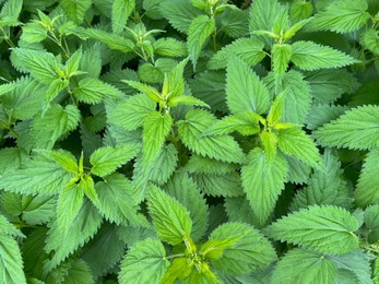 Nettle plant with green leaves as background, closeup
