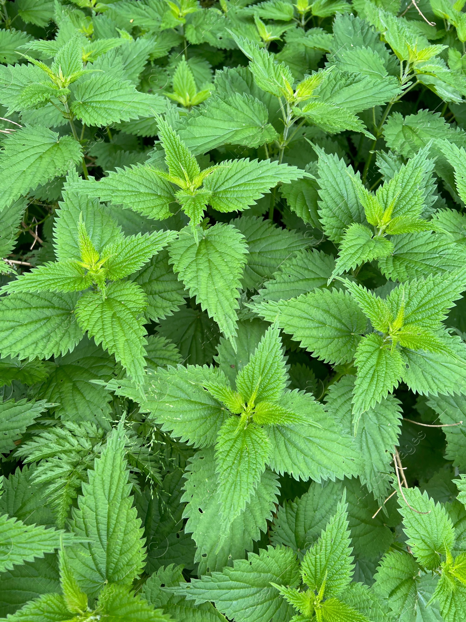 Photo of Nettle plant with green leaves as background, closeup