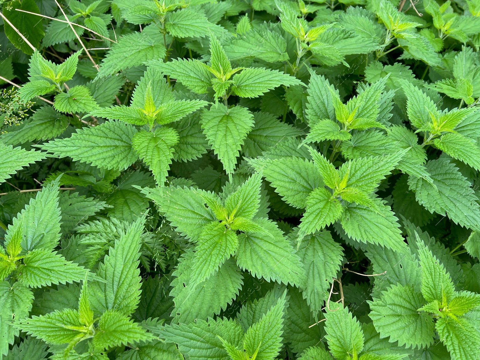 Photo of Nettle plant with green leaves as background, closeup