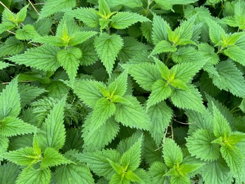 Photo of Nettle plant with green leaves as background, closeup