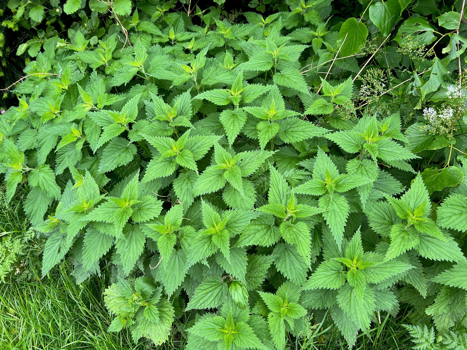 Photo of Nettle plant with green leaves growing outdoors