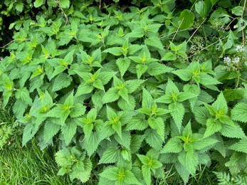 Nettle plant with green leaves growing outdoors