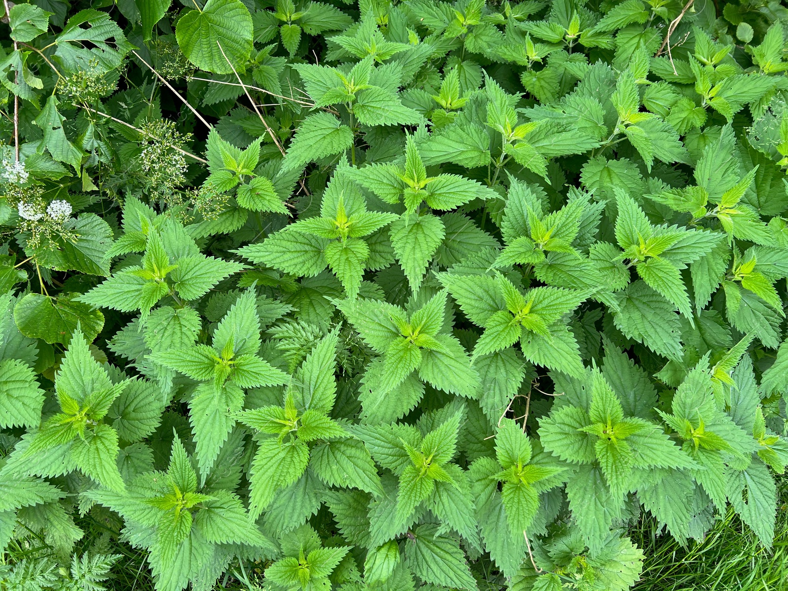 Photo of Nettle plant with green leaves growing outdoors, above view