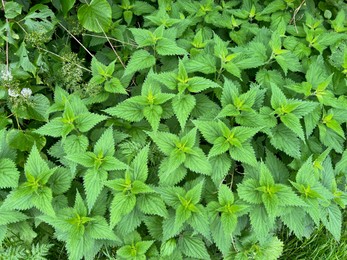 Nettle plant with green leaves growing outdoors, above view