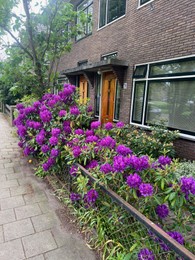 Photo of Many beautiful flowers growing near building outdoors