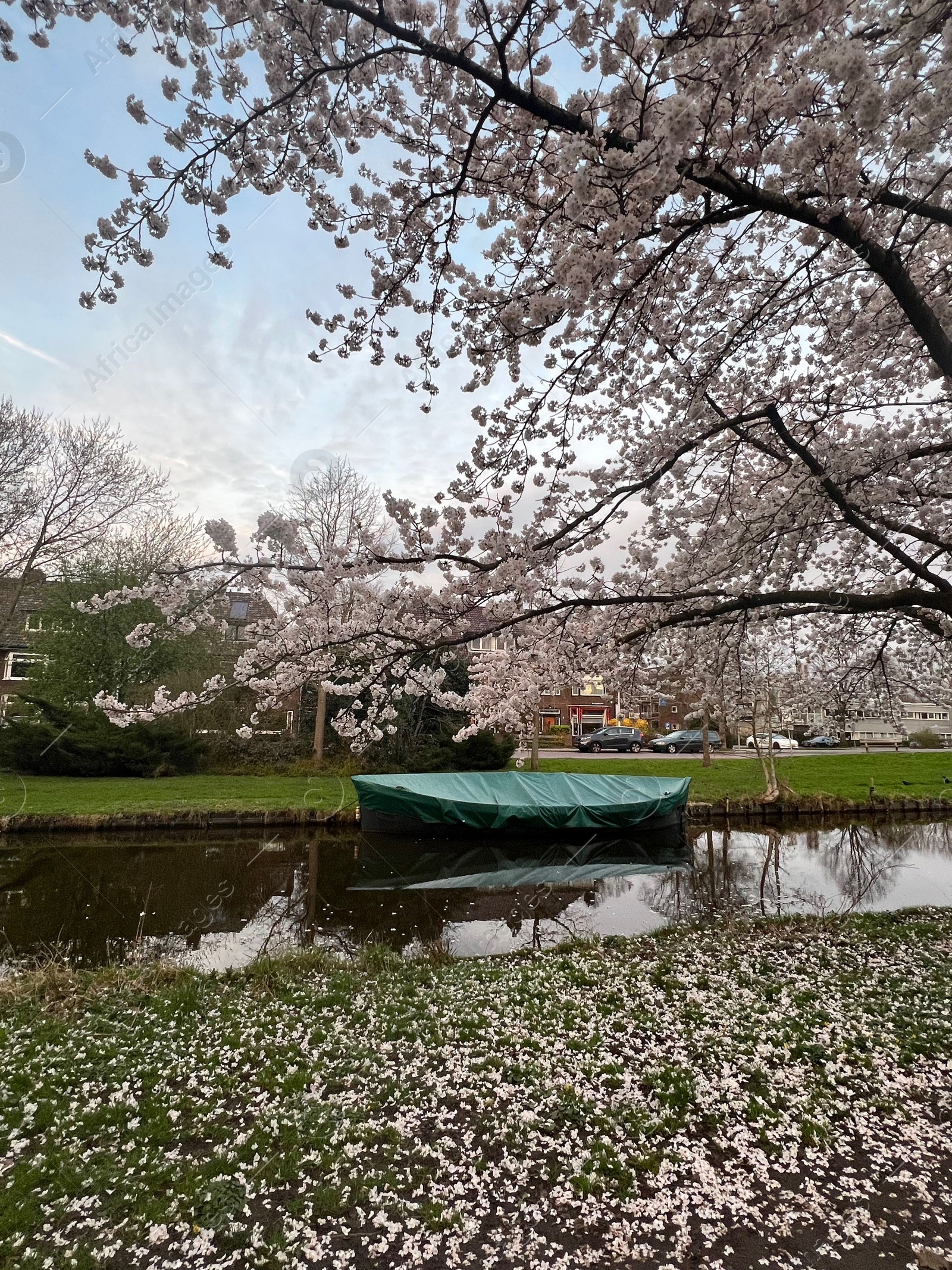 Photo of Picturesque view of canal with moored boat and blossoming tree in spring