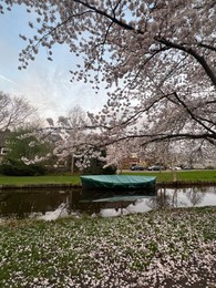 Picturesque view of canal with moored boat and blossoming tree in spring