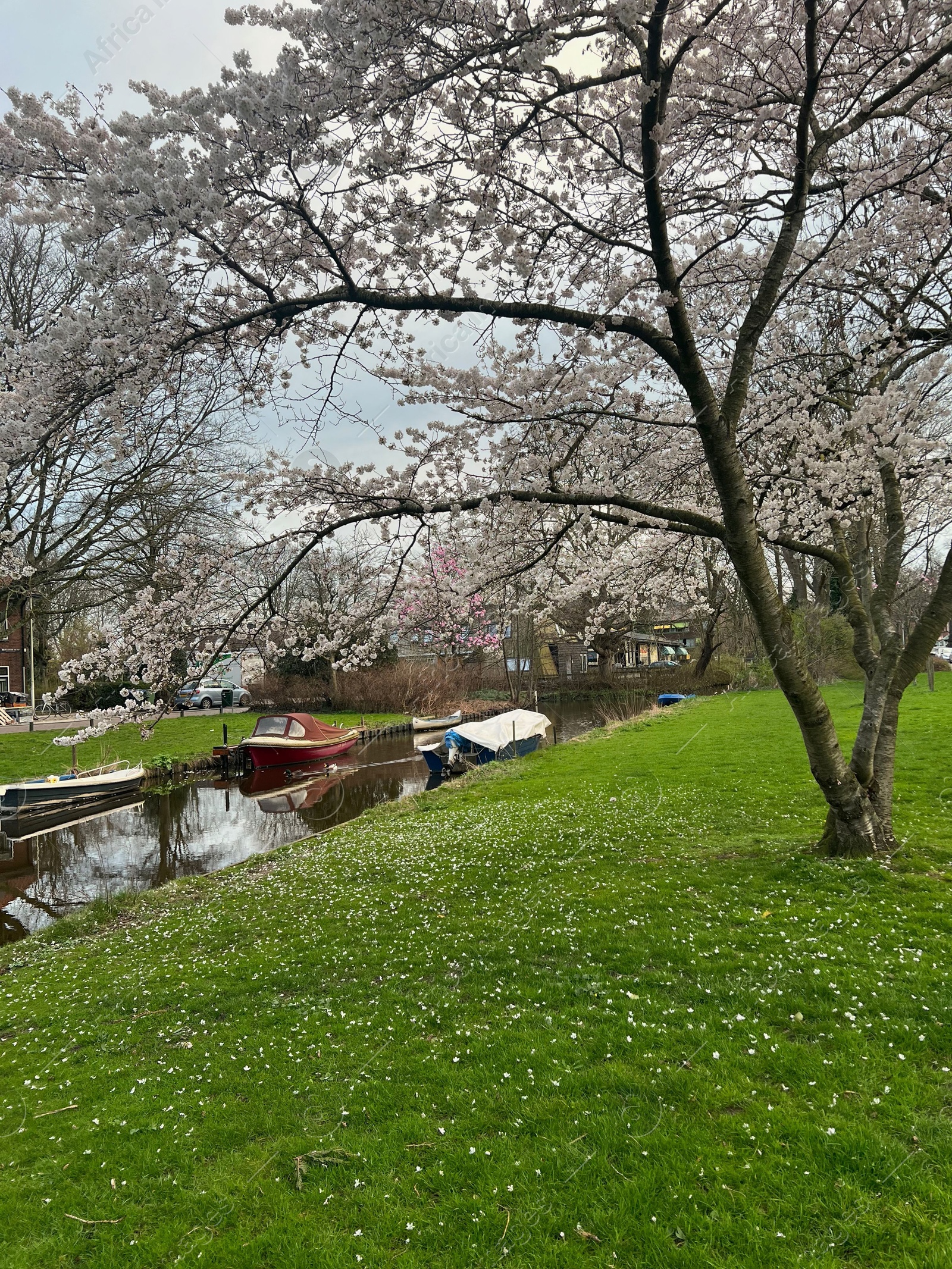 Photo of Picturesque view of canal with moored boats and blossoming trees in spring