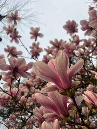 Beautiful magnolia shrub with pink flowers outdoors, low angle view