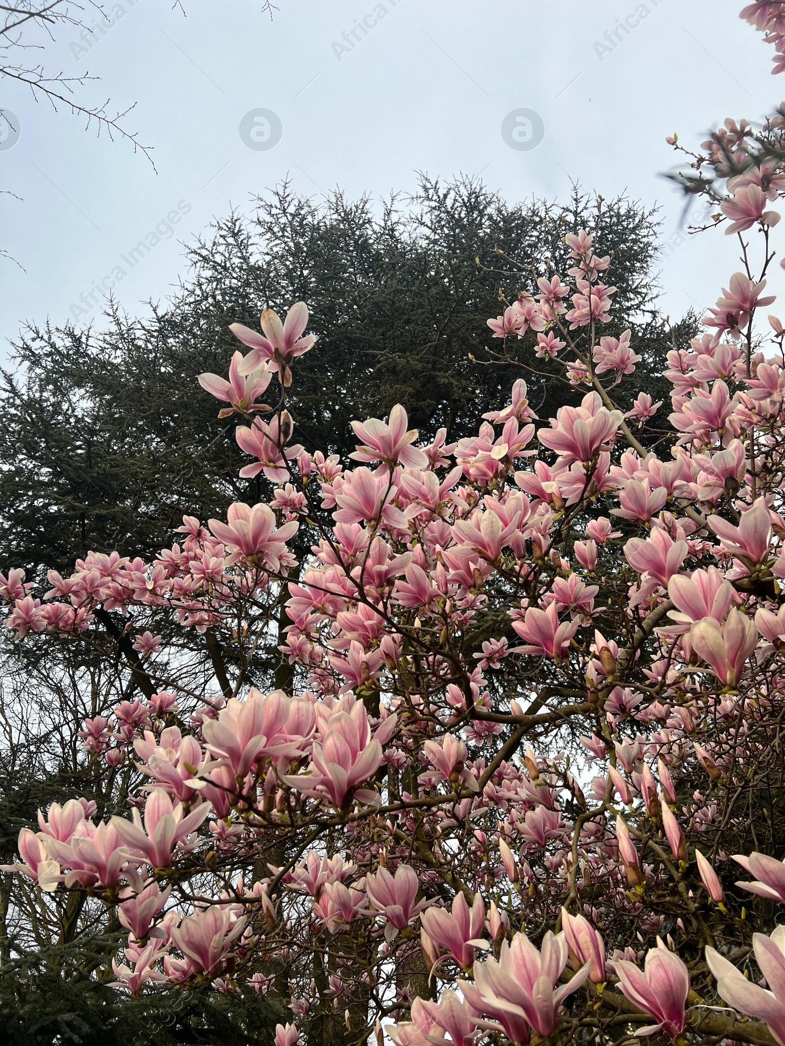 Photo of Beautiful magnolia shrub with pink flowers outdoors, low angle view