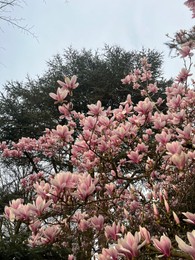 Beautiful magnolia shrub with pink flowers outdoors, low angle view