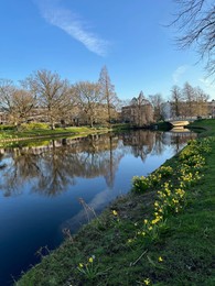 Scenic view of canal, trees and narcissus flowers under blue sky