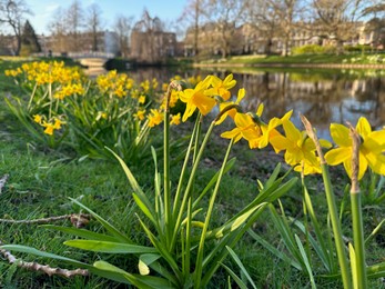Yellow narcissus flowers and green grass growing outdoors