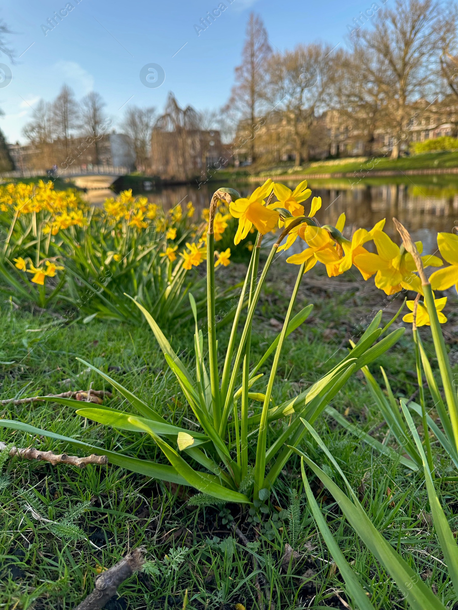 Photo of Yellow narcissus flowers and green grass growing outdoors