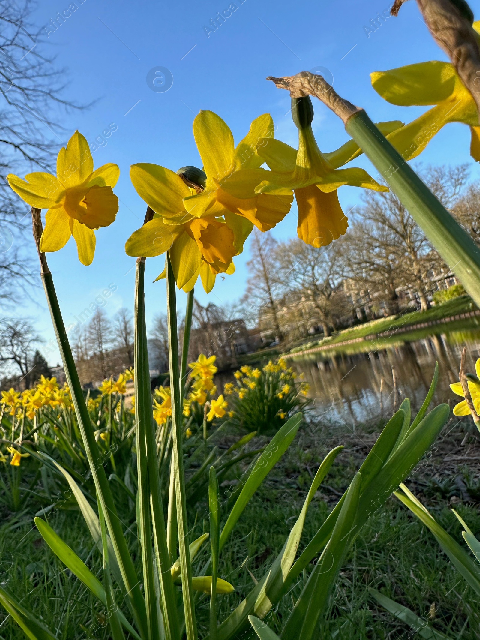 Photo of Yellow narcissus flowers and green grass growing outdoors, low angle view